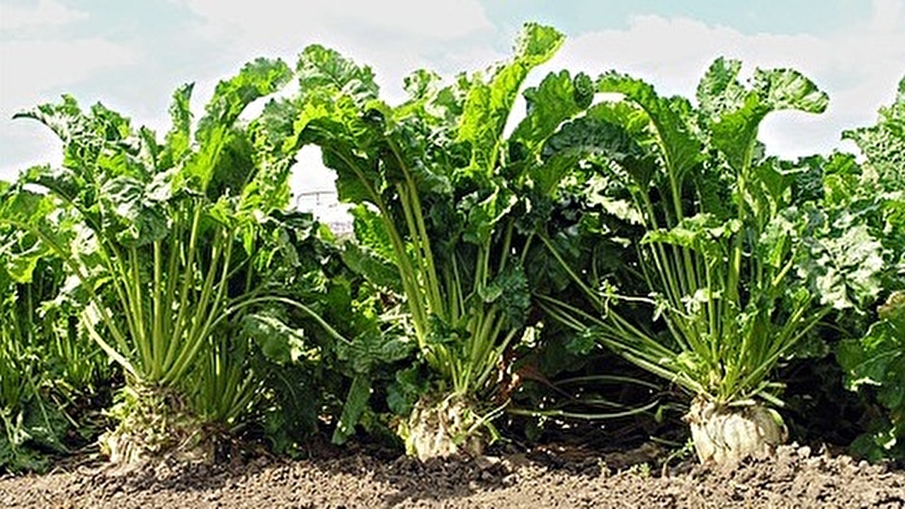 secerna-repa_0_0_468X10000.jpg